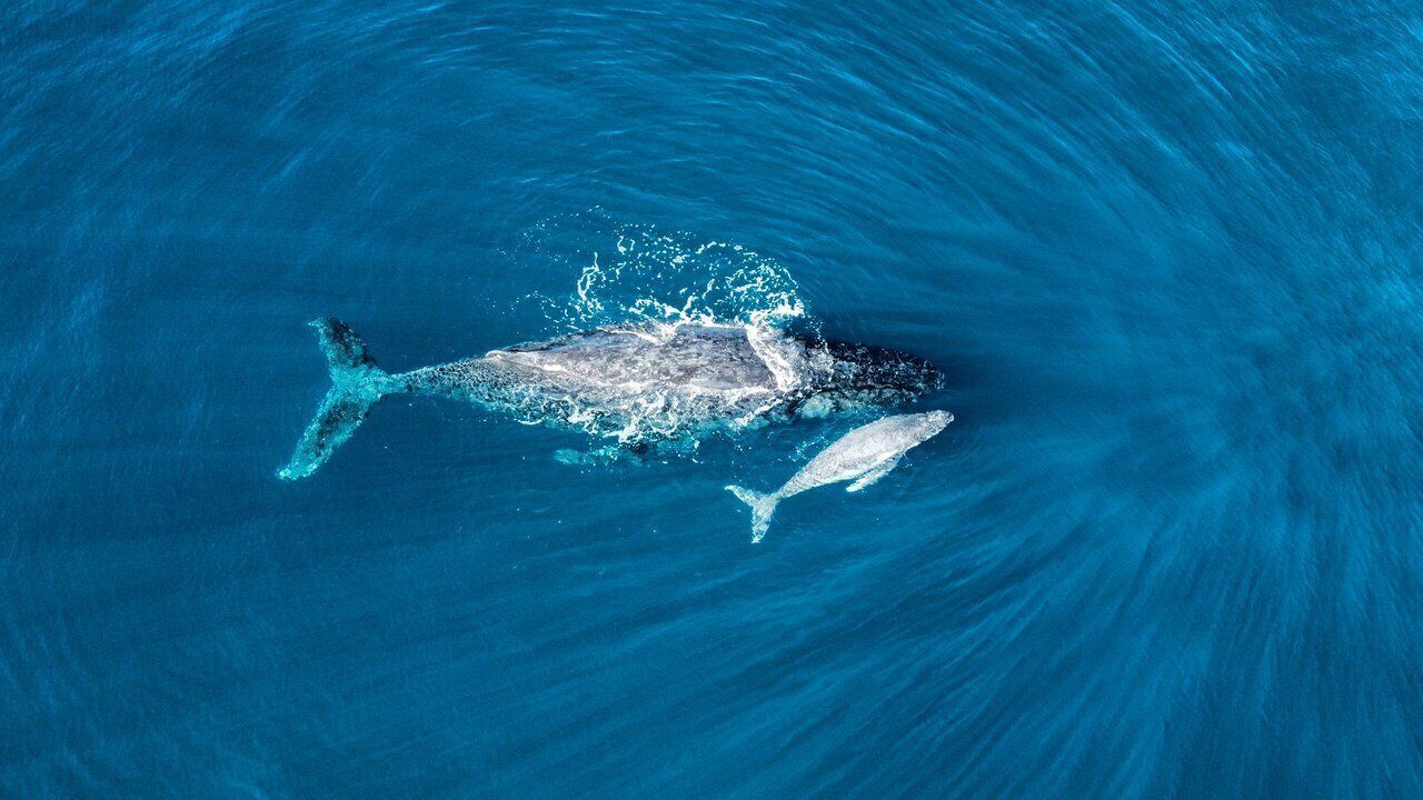 A whale swimming in the ocean.