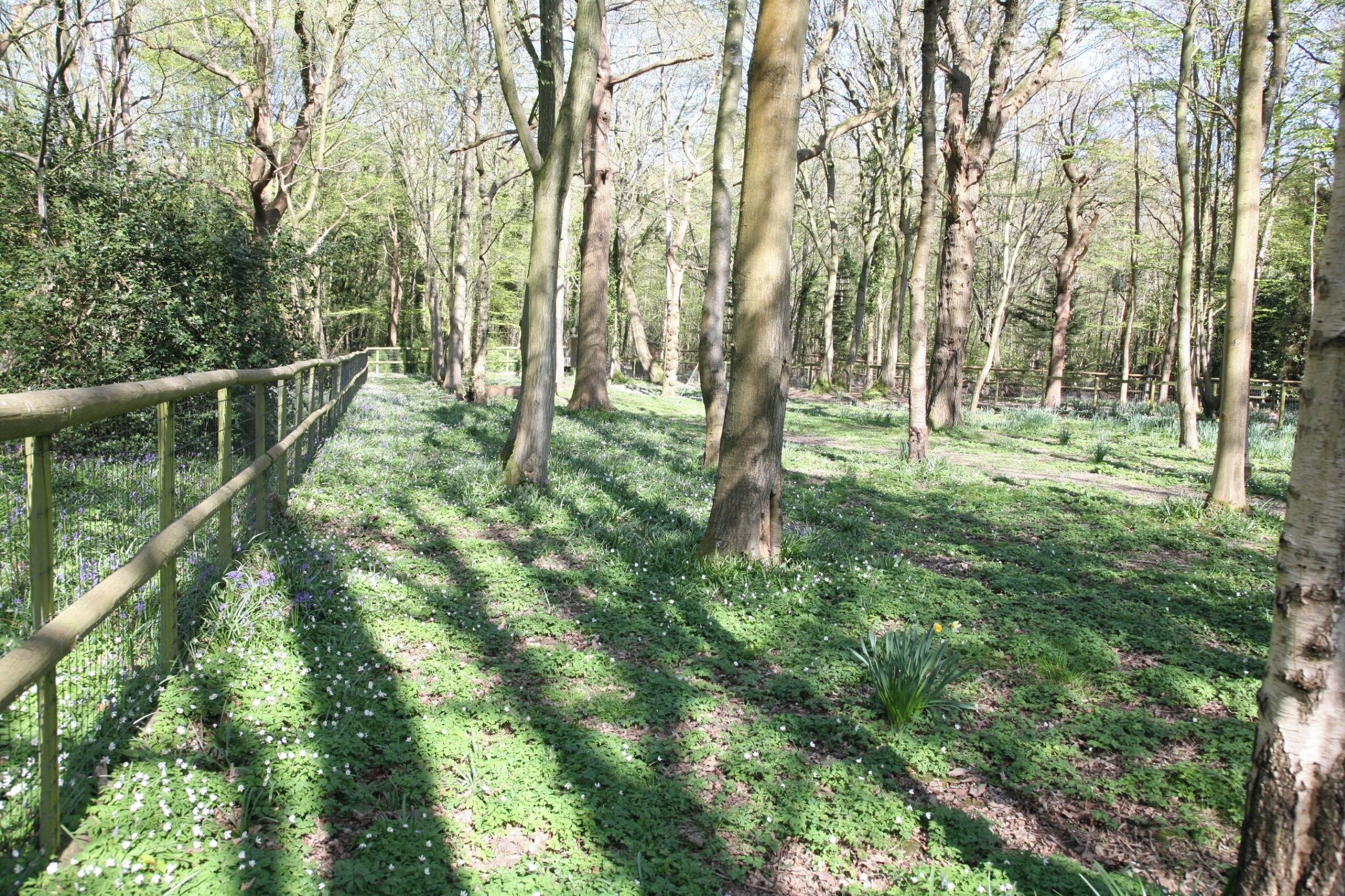 A forested area with a wooden fence and a path.