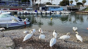 A marina with boats docked, a building with balconies, and swans on the shore. - Superb bright apartment, terraces free secure parking 600m from the sea (Cagnes-sur-Mer)