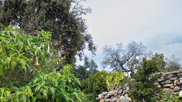 A stone staircase leading up to a stone wall, surrounded by lush greenery and a checkered tile floor.