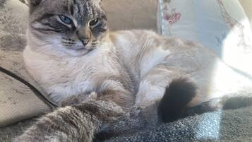 Animaux de compagnie acceptés