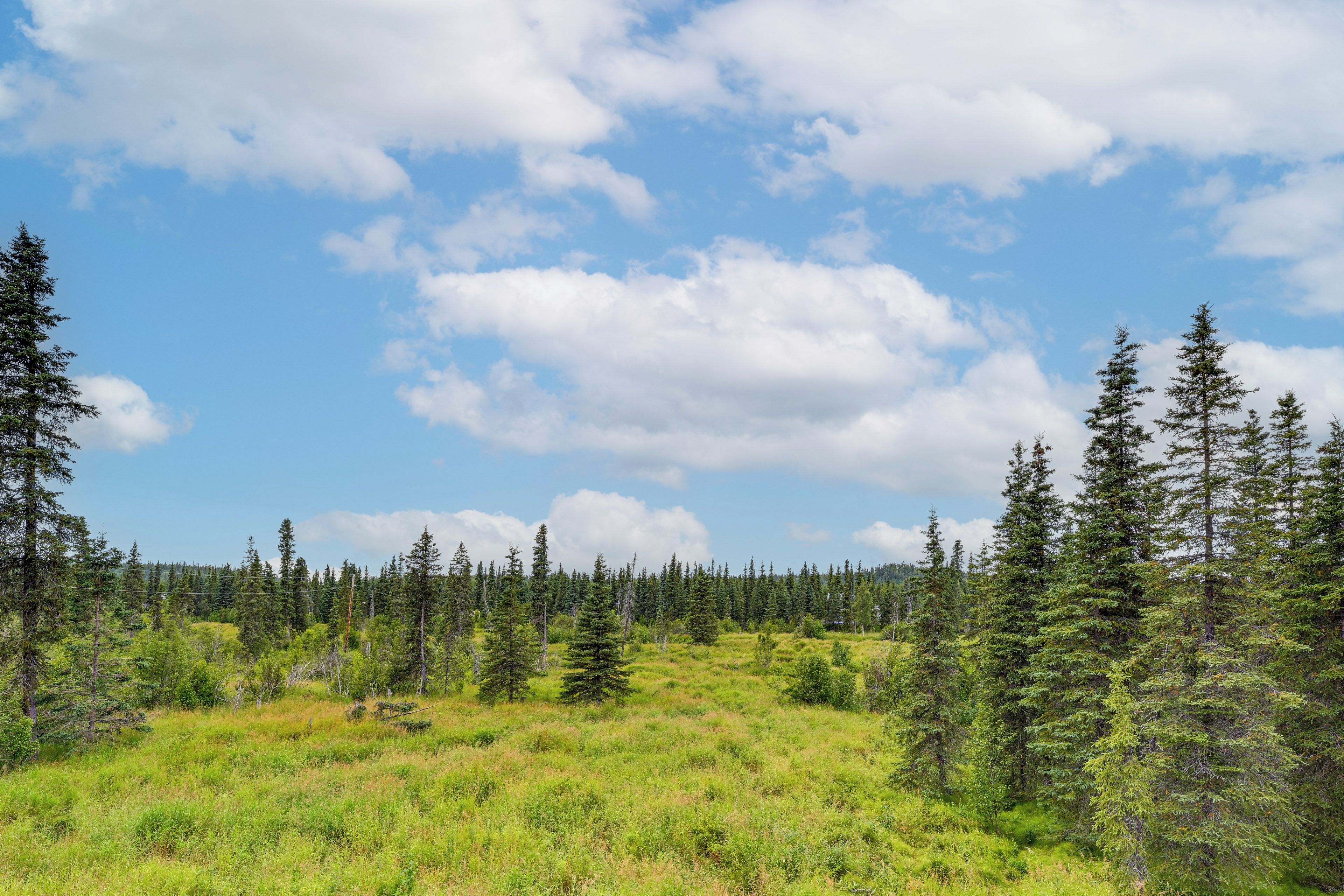 A natural landscape with a variety of trees and a clear sky.