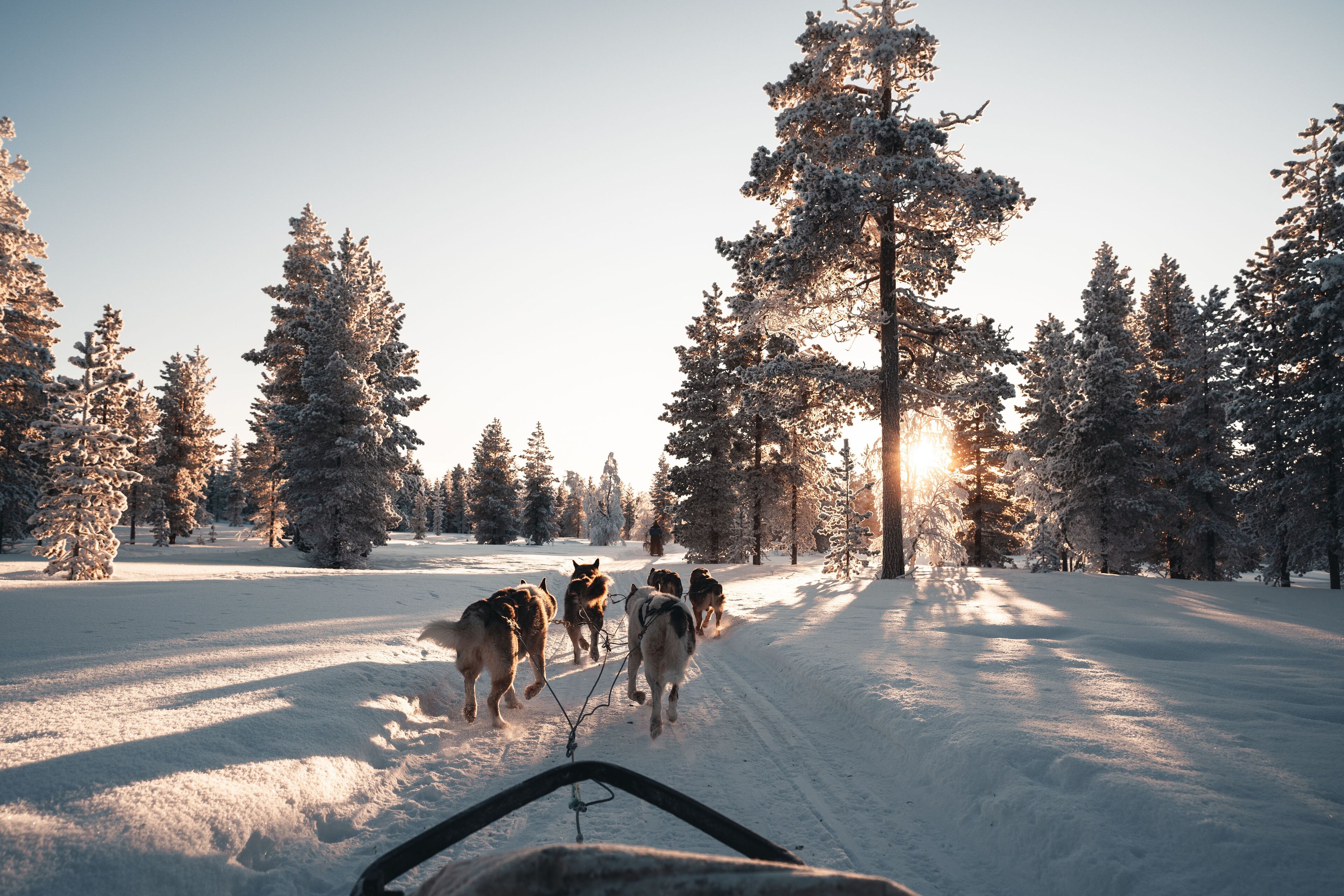 A snowy landscape with a group of dogs pulling a sled.