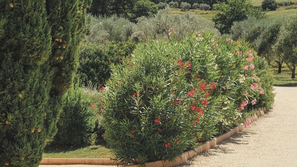 A garden with a gravel path, neatly trimmed hedges, and flowering plants. - Agriturismo Scala – Eco Boutique B&B (Potenza Picena)