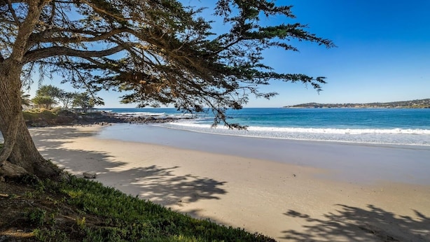 Une plage avec un grand arbre et une vue sur l’océan.