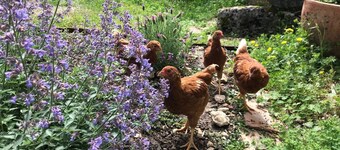 Cicadas and birds sing to the setting sun