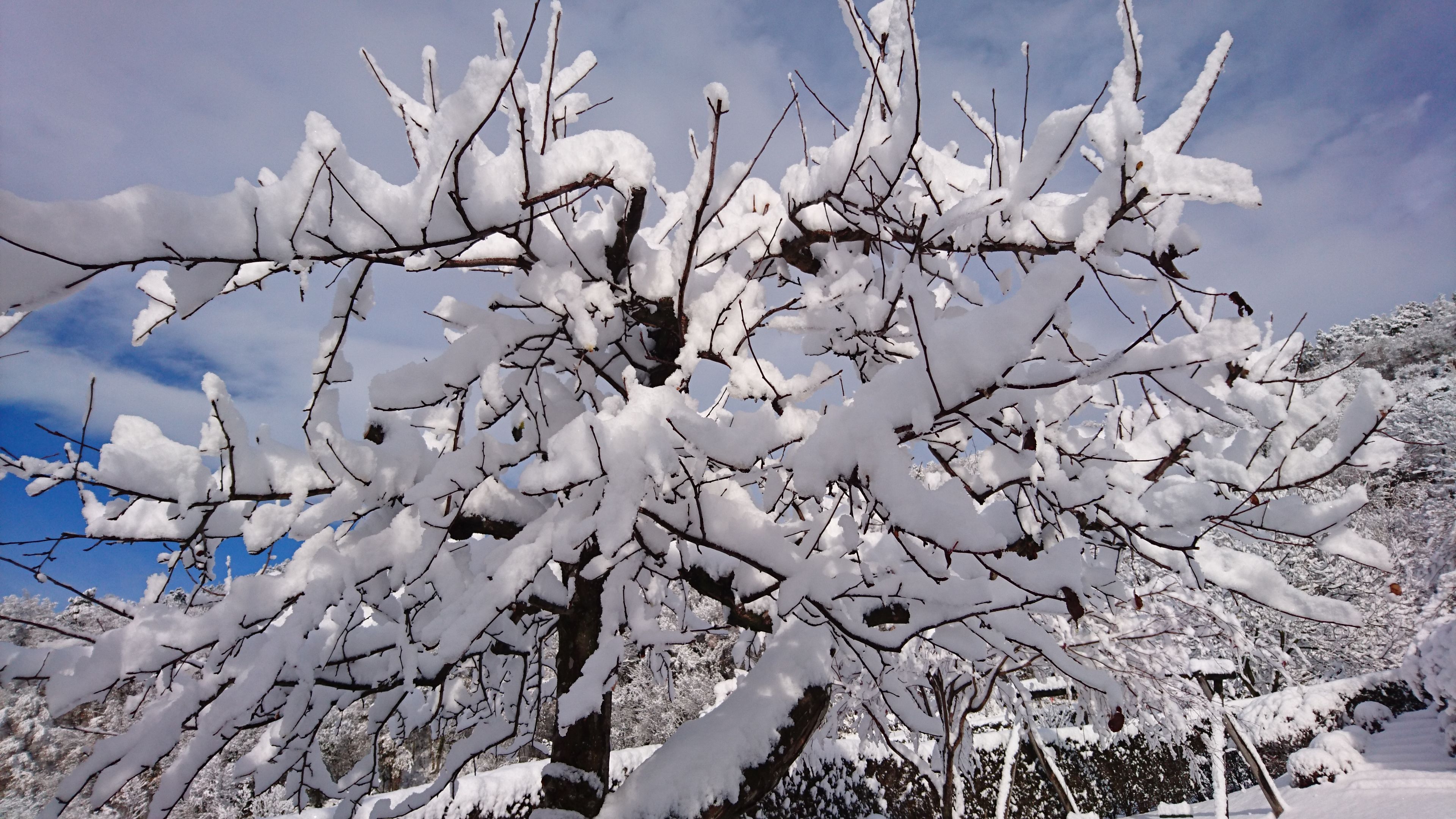 A snow-covered tree with bare branches, a clear sky, and a mountainous background.