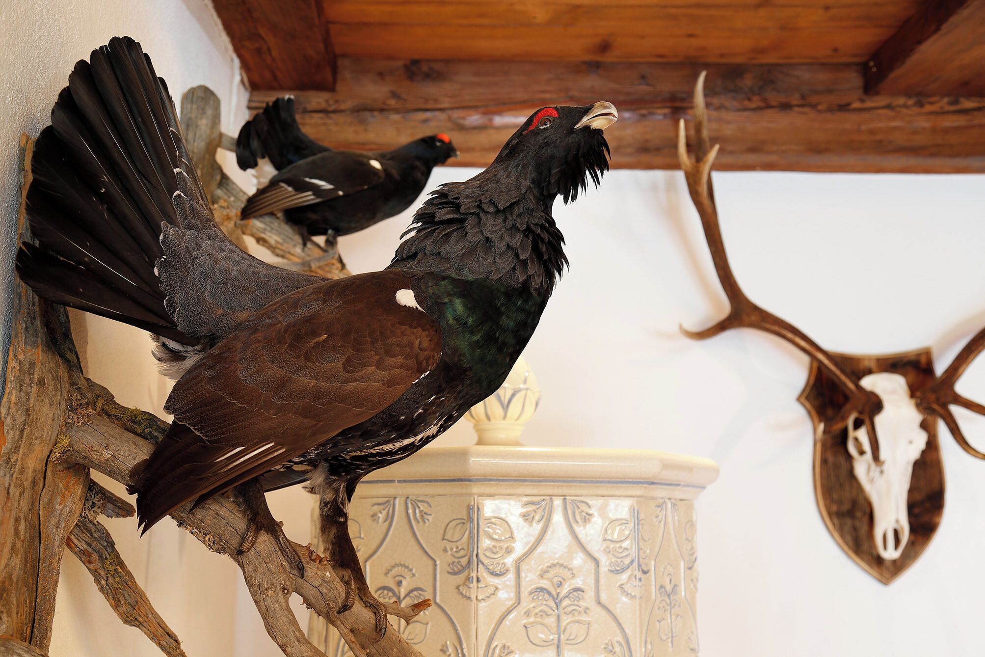 A mounted bird with a prominent red marking on its head, positioned on a wooden branch against a wall with a decorative ceramic piece and a mounted deer skull in the background.
