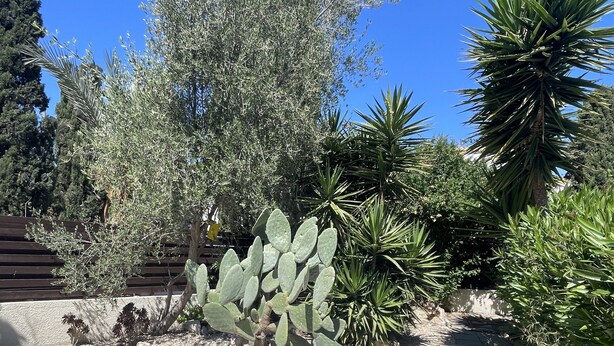 A cactus garden with various cacti and succulents, surrounded by gravel and a wooden fence. - Family Design Villa & Play Garden near Sea, 3 BR, Sea Views (Chlorakas)