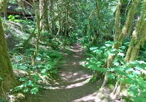 Explore the serene forest surroundings along this winding trail, lined with dense foliage and moss-covered trees.