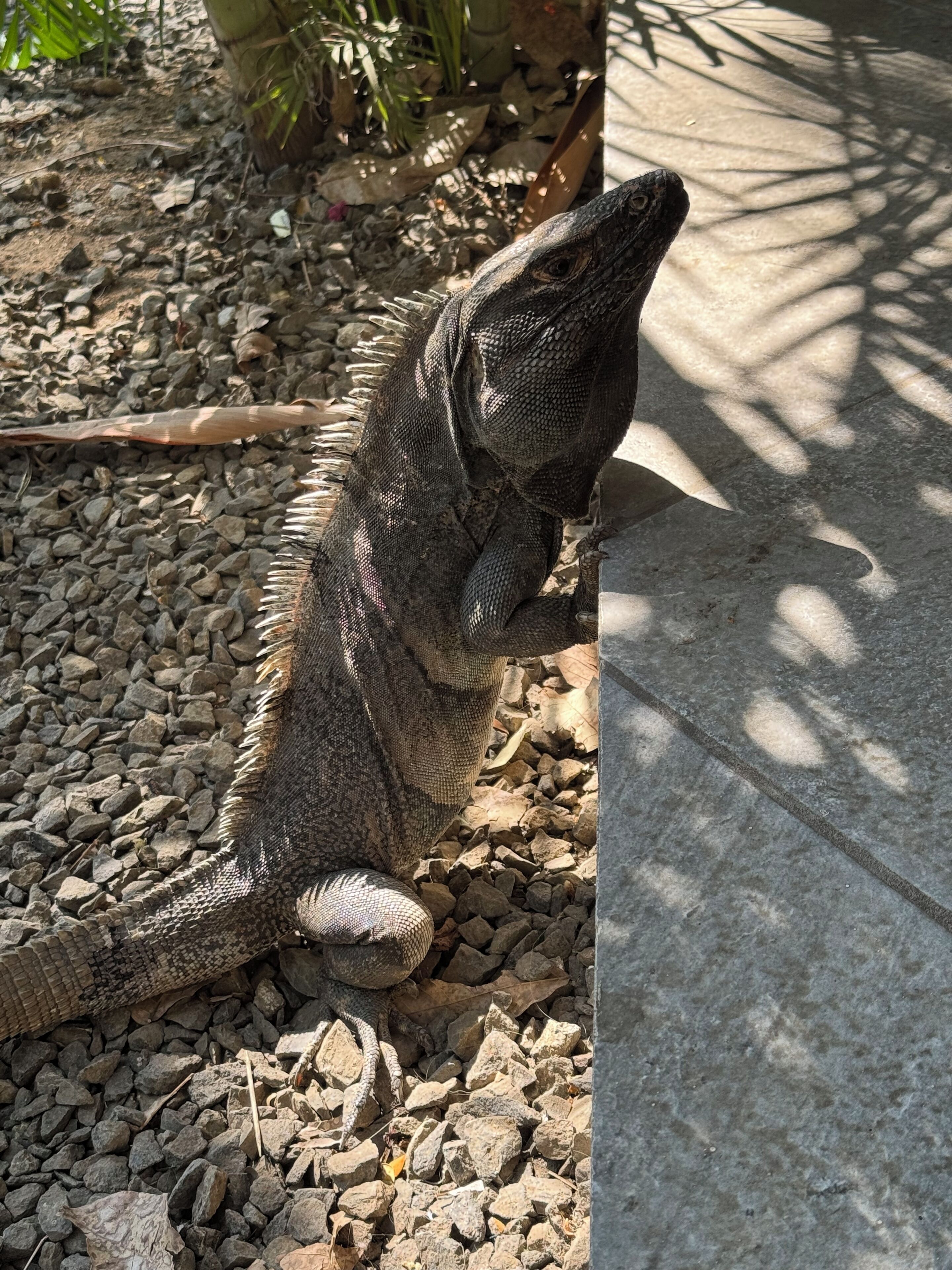 Un grand iguane se trouve sur une surface rocheuse, près d’une bordure en béton.