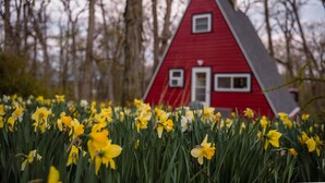 A red house with a triangular roof surrounded by yellow daffodils.