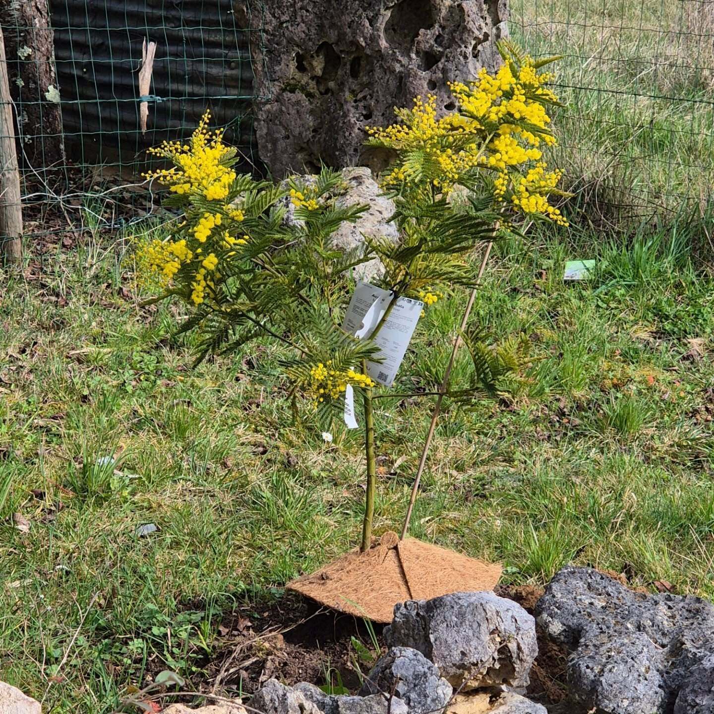 Une petite plante aux fleurs jaunes, qui pousse dans une zone herbeuse parsemée de rochers, avec une clôture en fil de fer en arrière-plan.