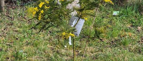 Une petite plante aux fleurs jaunes, qui pousse dans une zone herbeuse parsemée de rochers, avec une clôture en fil de fer en arrière-plan.