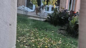 Un jardín con césped, una valla de madera y un edificio con puerta de cristal.
