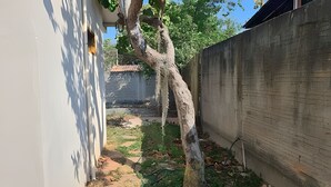 A narrow outdoor space with a tree, a concrete wall, and a building in the background. - Chalet 800 meters from Chapada dos Veadeiros Park, Wi-Fi (Alto Paraíso de Goiás)