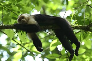 Miscellaneous - Casa Río Jungle Haven - Beach & Jungle Adventure (Manzanillo)