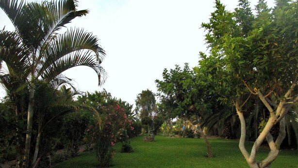 A well-maintained garden with various trees and shrubs, a grassy lawn, and a clear sky.