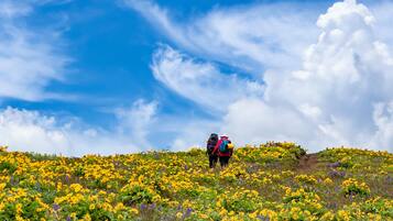 Ein Wanderer mit Rucksack auf einer mit gelben Blumen bedeckten Hügel.