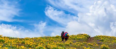 Un excursionista con una mochila en una colina cubierta de flores amarillas.