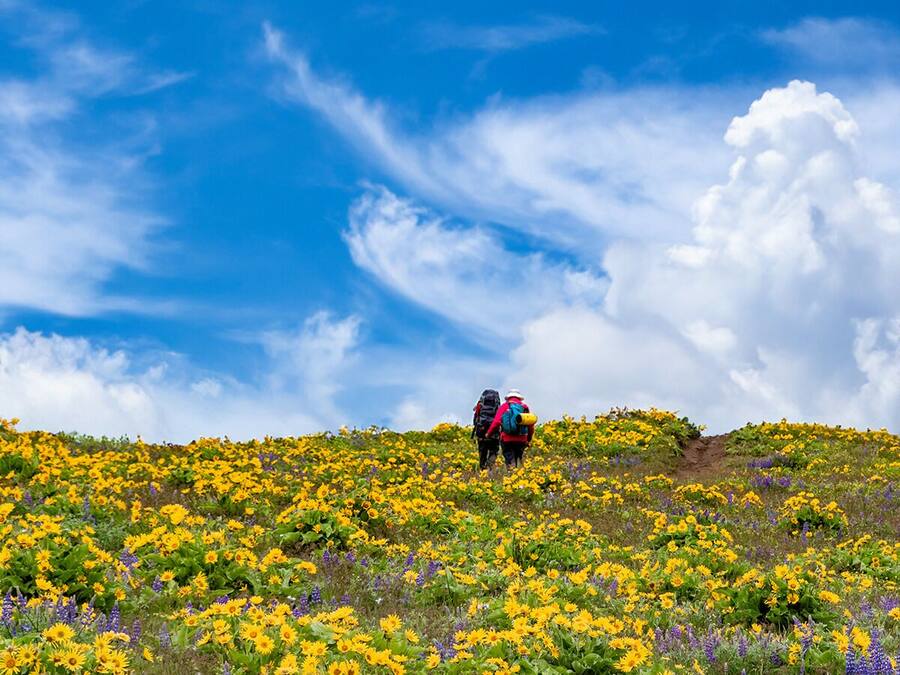 Ein Wanderer mit Rucksack auf einer mit gelben Blumen bedeckten Hügel.