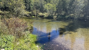 Un ruisseau clair et peu profond, bordé d’une forêt dense.