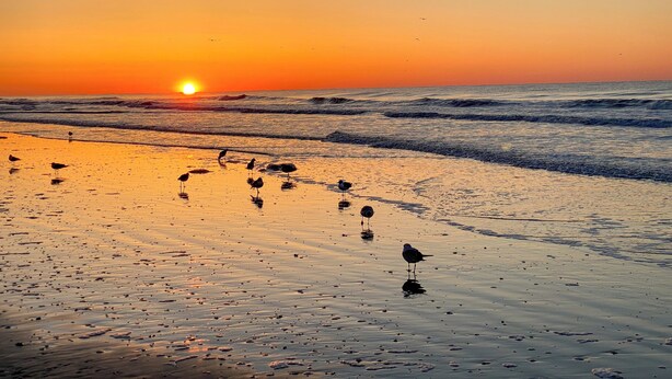 A beach at sunset with waves and birds on the sand. - 5BR 4BA OF Beach House. LOTS of Charm (North Myrtle Beach)