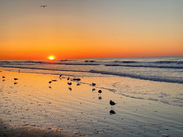 Une plage au coucher du soleil, avec des vagues et des oiseaux sur le sable.
