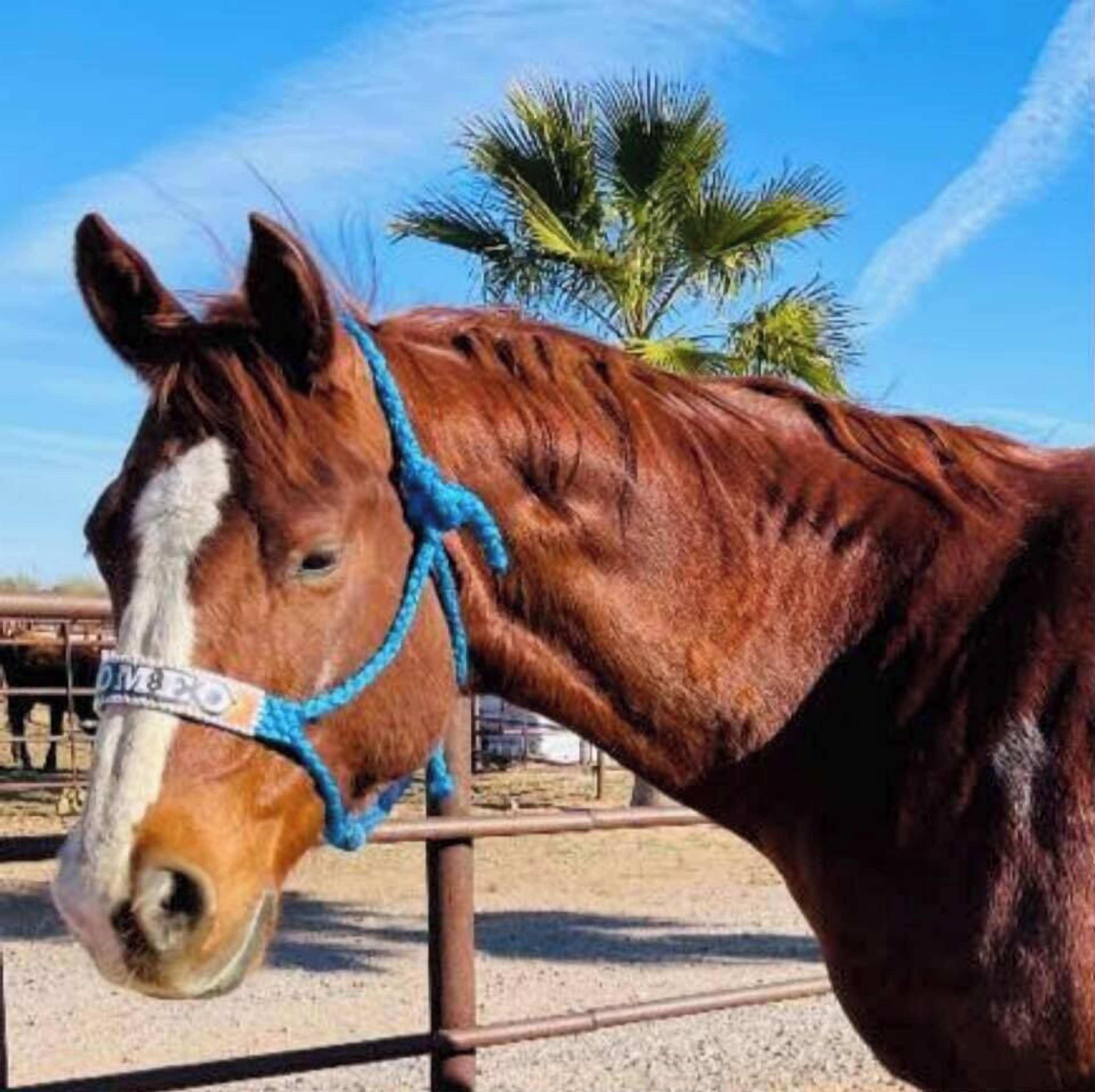 A horse with a blue halter in a fenced area with palm trees in the background.