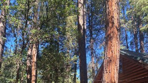 A cabin surrounded by tall trees in a forest.