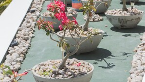 Potted plants arranged on a rooftop terrace with a view of greenery in the background. - The View Pipa (Tibau do Sul)