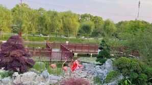 A landscaped garden with a wooden bridge, rock formations, and statues of flamingos. - Light Stay Hotel - Xiaozhu (Shanghai Chuansha Branch) (Shanghai)