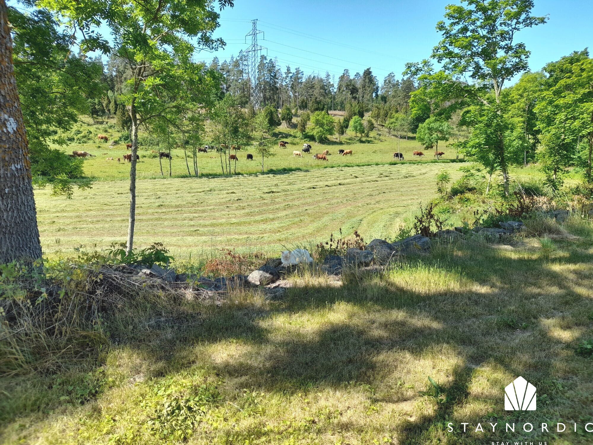 Un paysage rural avec un champ où paissent des bovins, des arbres et, au loin, une tour de ligne électrique.
