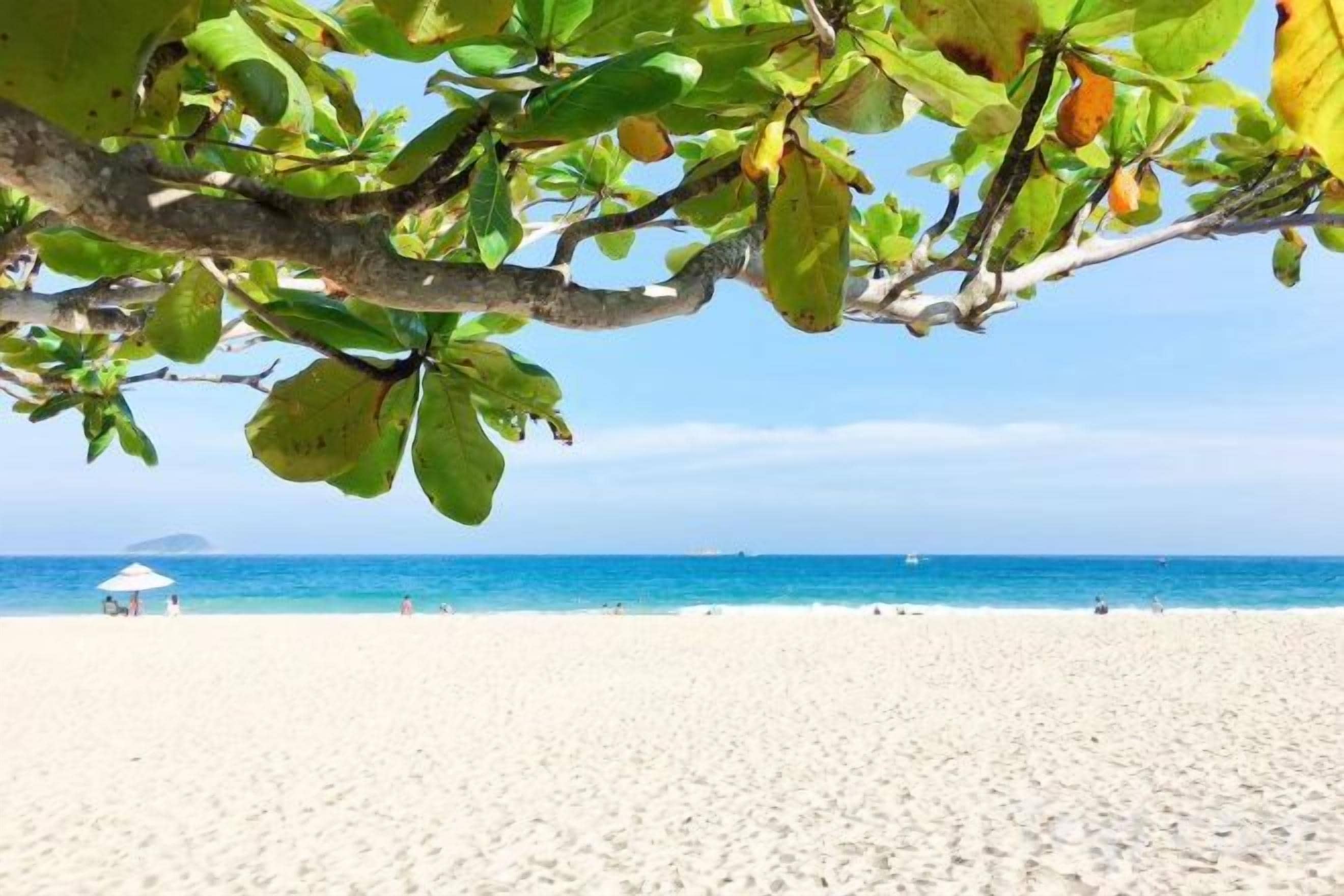A beach with a clear sky, a sandy shore, and a tree with green leaves.