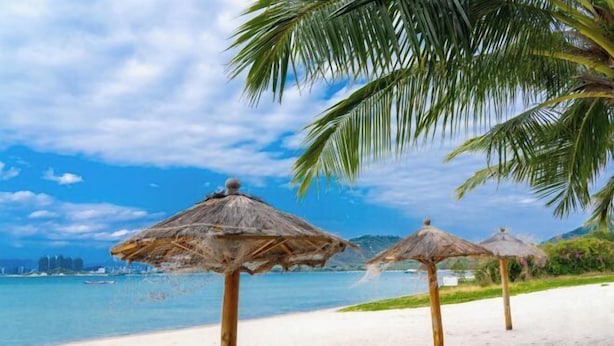 A beach with thatched umbrellas and palm trees.
