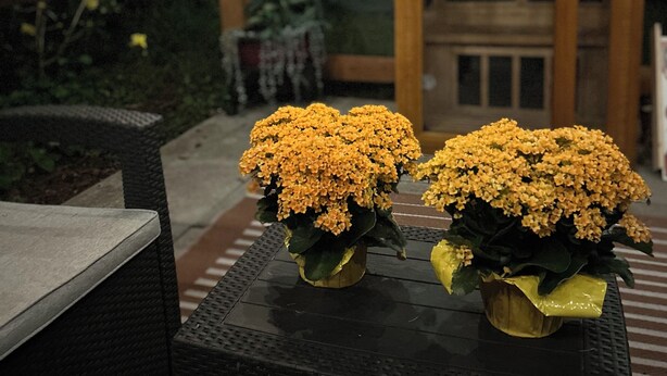 A small table with two yellow flower arrangements. - The best room to relax (Nanoose Bay)