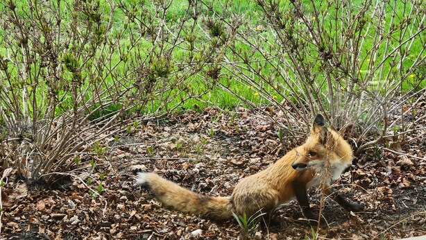 A fox walking through a garden with green grass and leaf-covered ground. - Wheelchair assessable spacious 5-bedroom house in Algoma (Algoma)