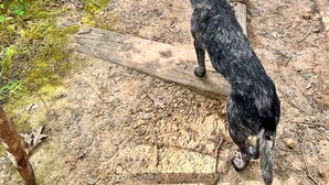 Un perro de pie sobre un sendero de tierra rodeado de frondosa vegetación verde.