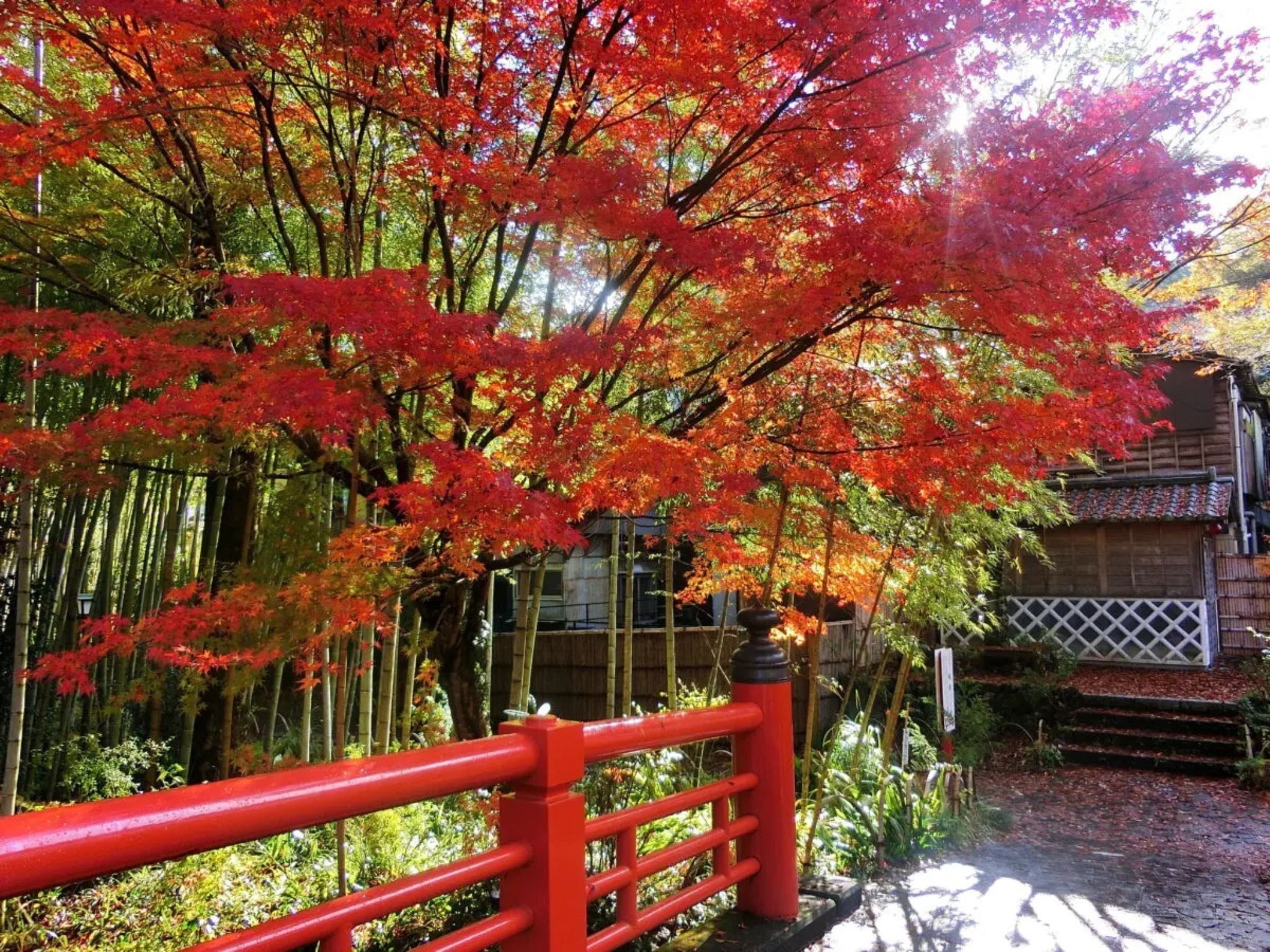 A red wooden bridge in a garden with red foliage and bamboo.