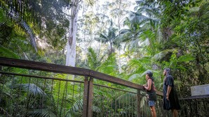 A wooden bridge in a lush green forest with dense foliage and a signboard. - The Fog Getaway 2 by Tiny Away (Boolambayte)