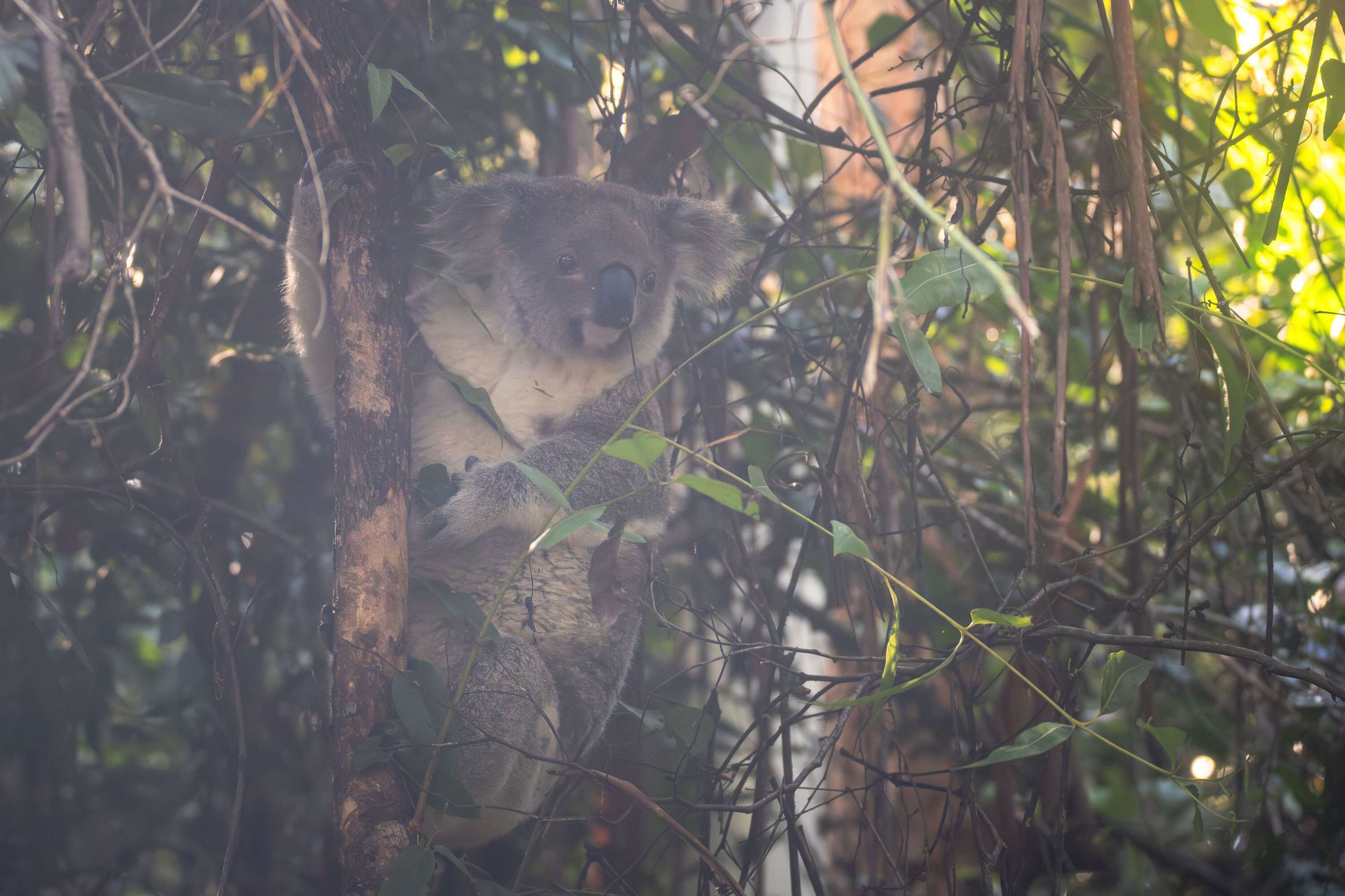 A koala clinging to a tree branch amidst dense foliage.