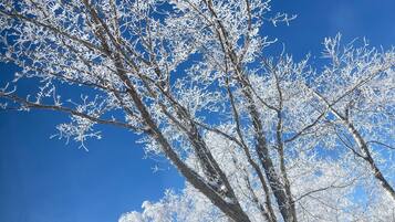 A tree with snow-covered branches against a clear blue sky.