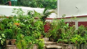A small garden area with various potted plants and a stone staircase leading to a higher level. - Yellowbrick-Calcutta's Freshest BnB (Kolkata)
