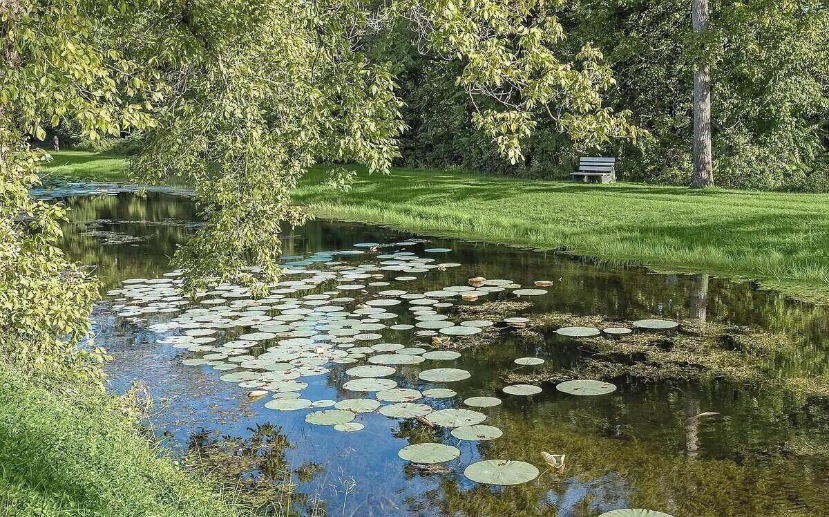 Ein Teich mit Seerosen, umgeben von Gras und Bäumen.