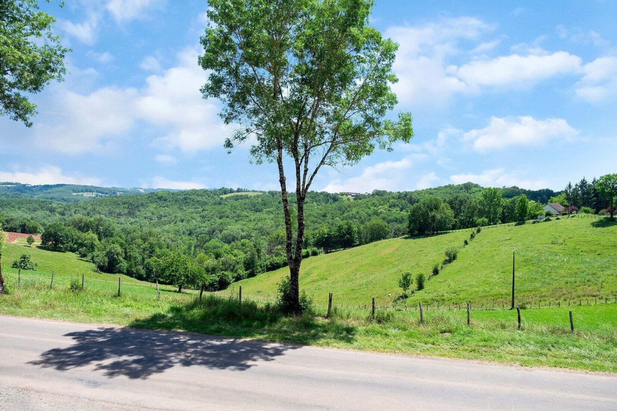 Ländliche Landschaft mit einem Baum an einer Straße, sanften Hügeln und einem klaren Himmel.