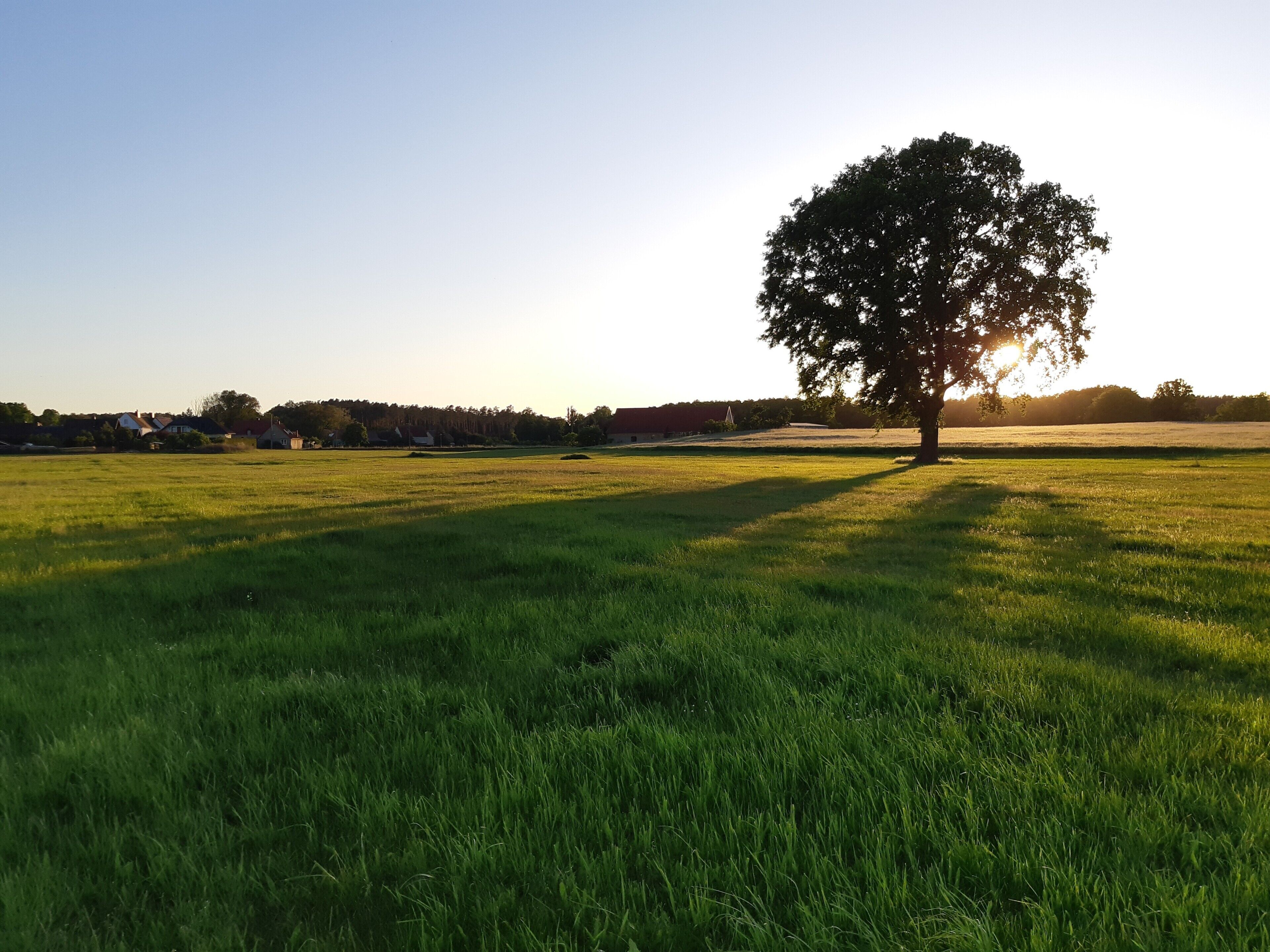 En gräsbevuxen äng med ett ensamt träd och en klar himmel.