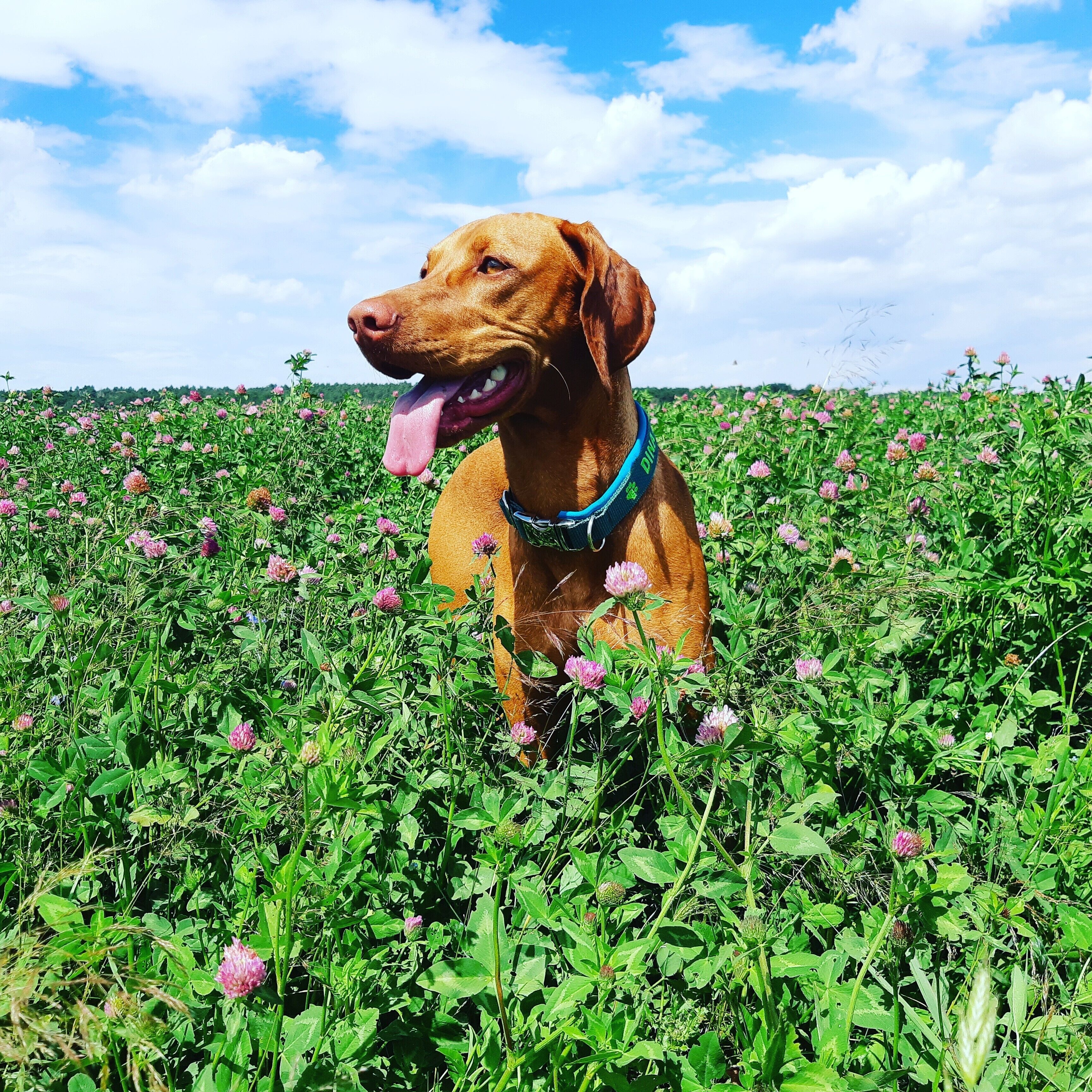 Un perro en un campo de trébol.