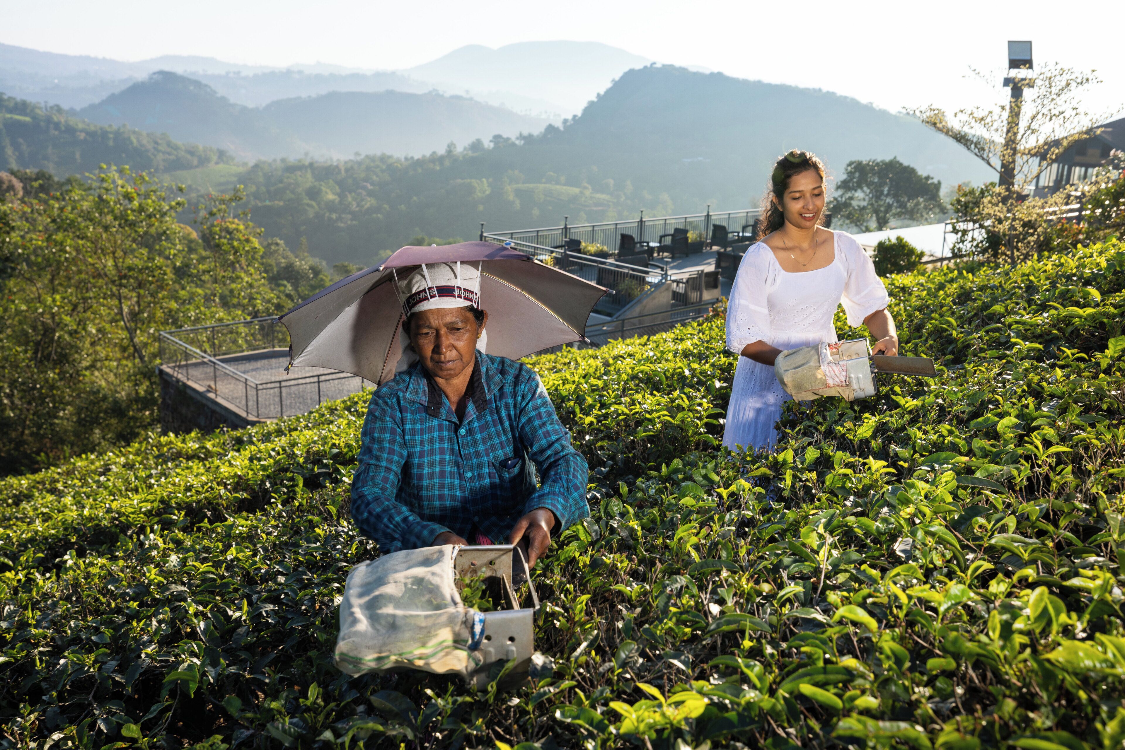 Una persona al lavoro in una piantagione di tè, con montagne sullo sfondo.