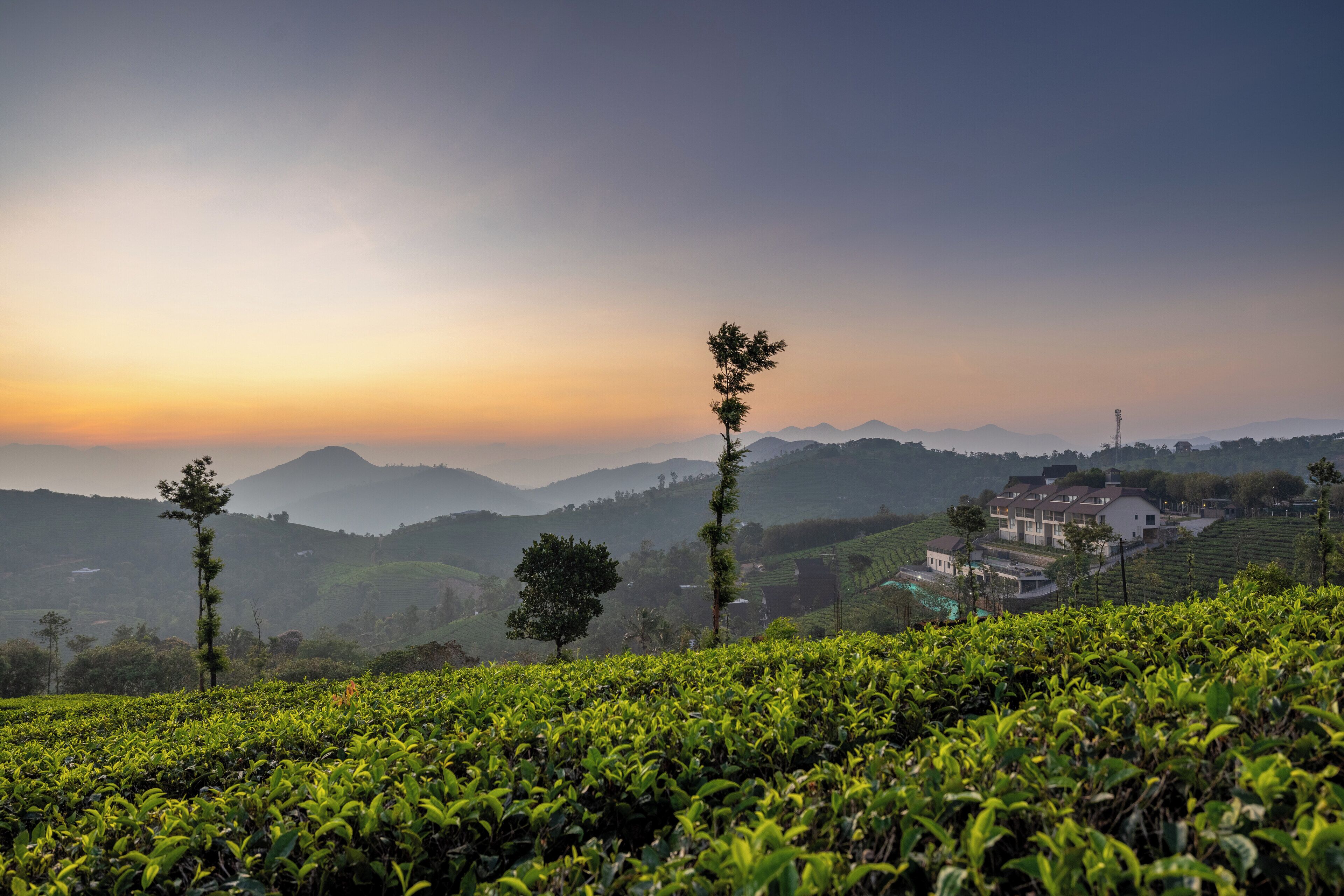 A tea plantation with a view of distant hills and a small cluster of buildings.