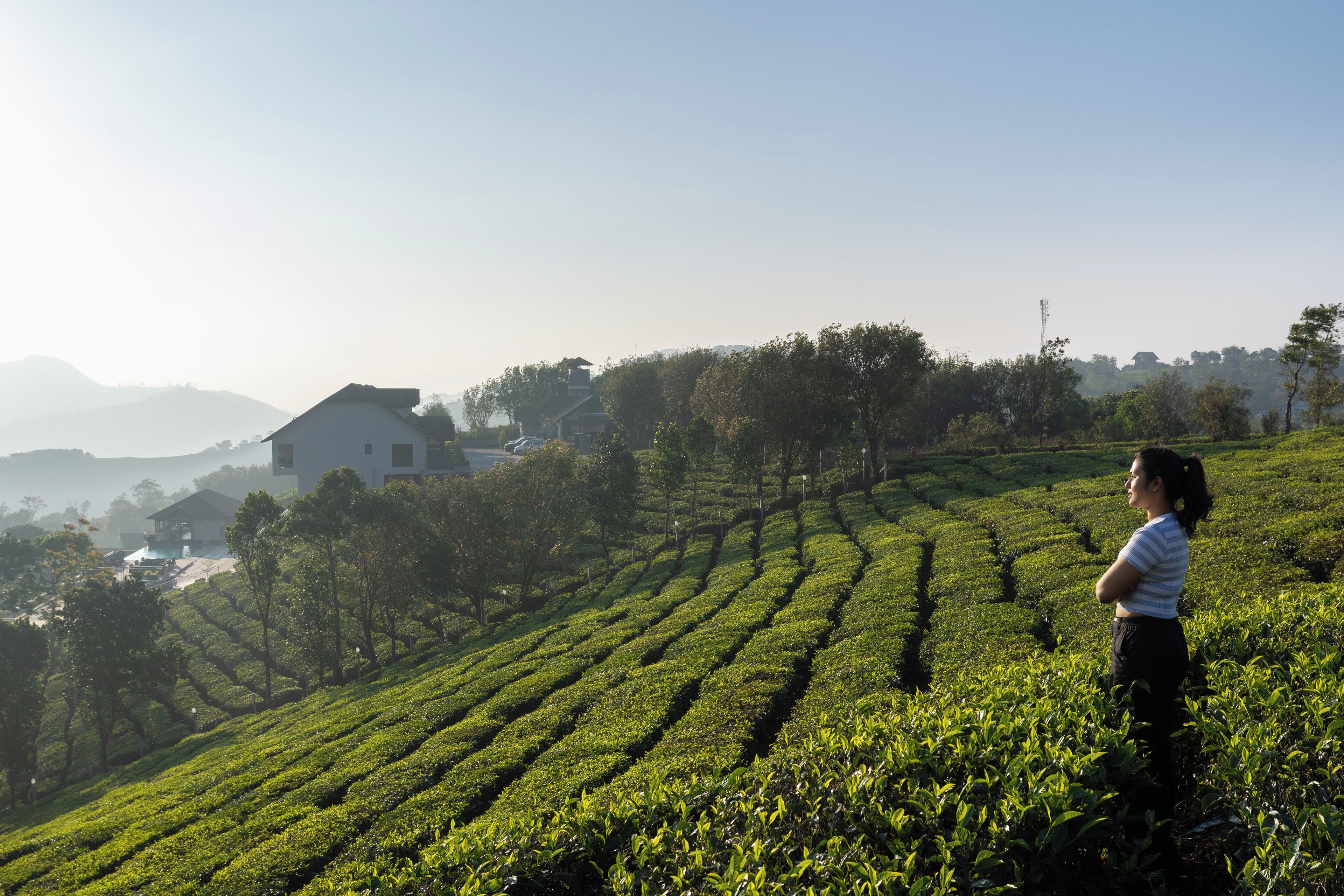 A woman standing on a tea plantation with terraced rows of tea plants.